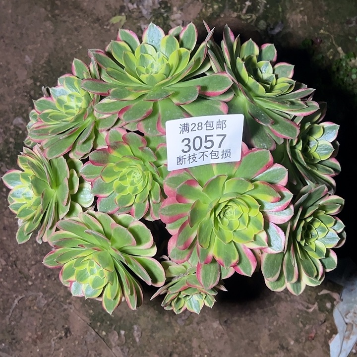 3057奶白锦多肉植物