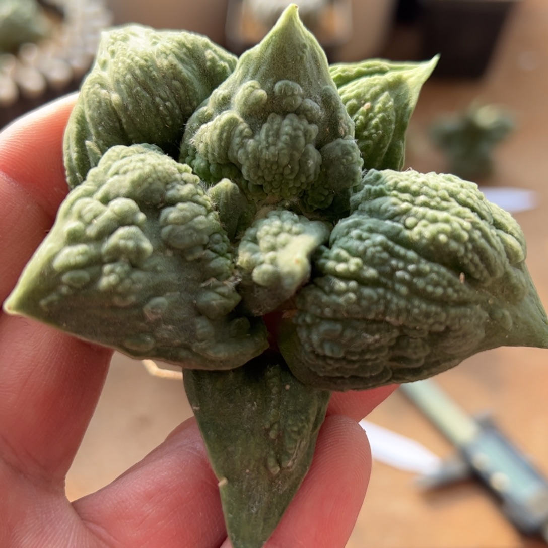 无花朵005实生怒涛9.3cm