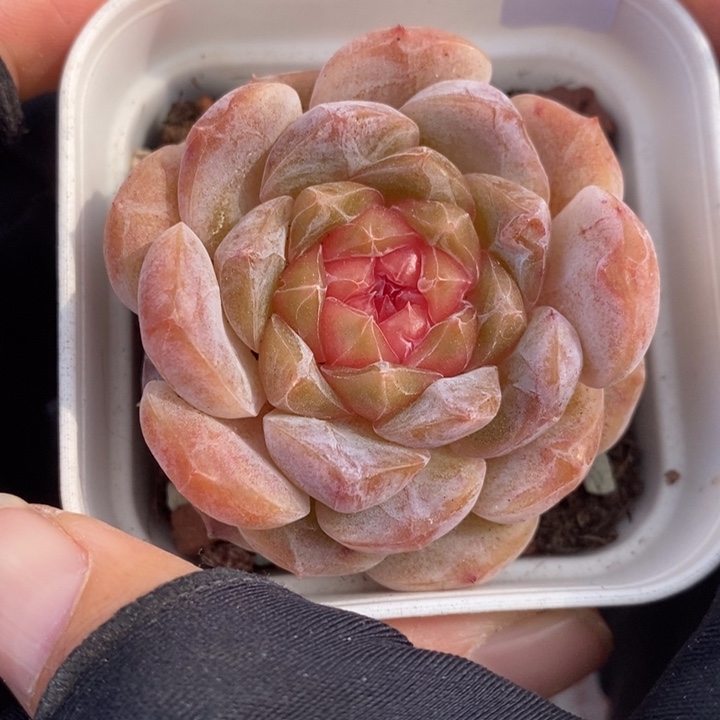 1205-547，糖心多肉