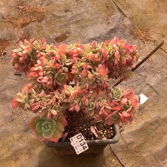 霞光缀化134 亏本处理退款拉黑7-8天发货