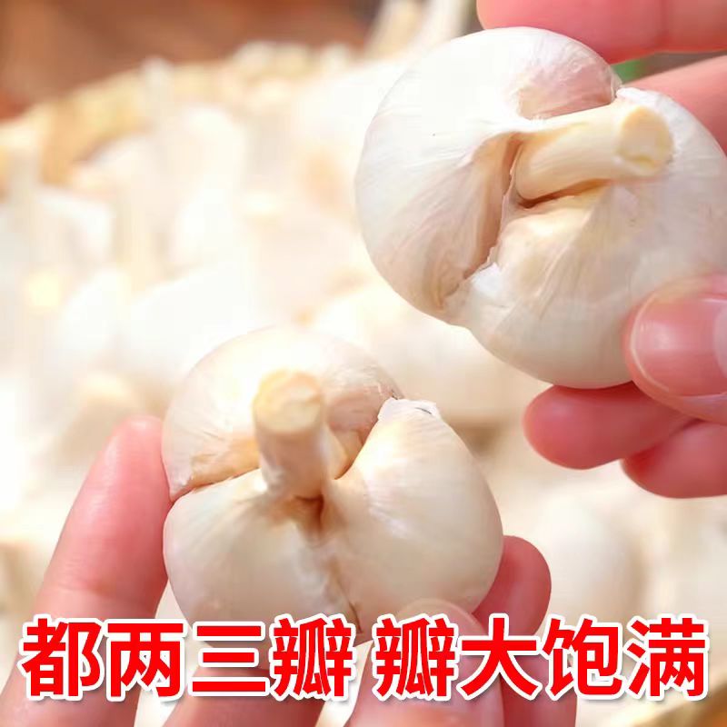 正宗苍山老品种大蒜两三瓣大蒜非转基因非杂交蒜香浓郁2025新干蒜
