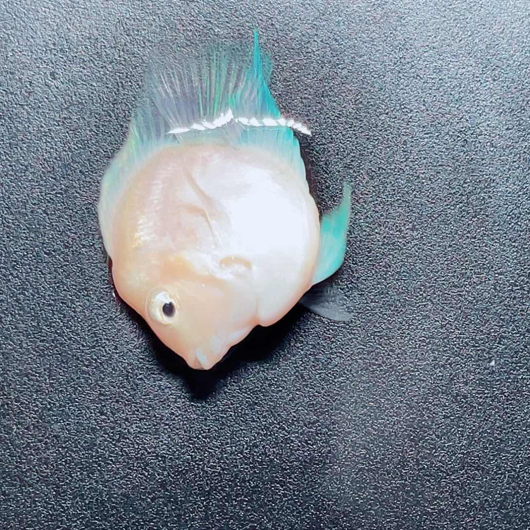 罗汉鱼迷你鹦鹉 白金一条包邮 桃心