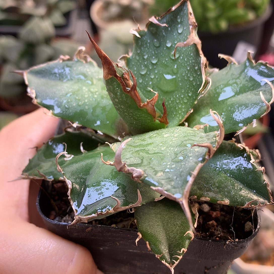 龙舌兰凯撒带盆土土tlll