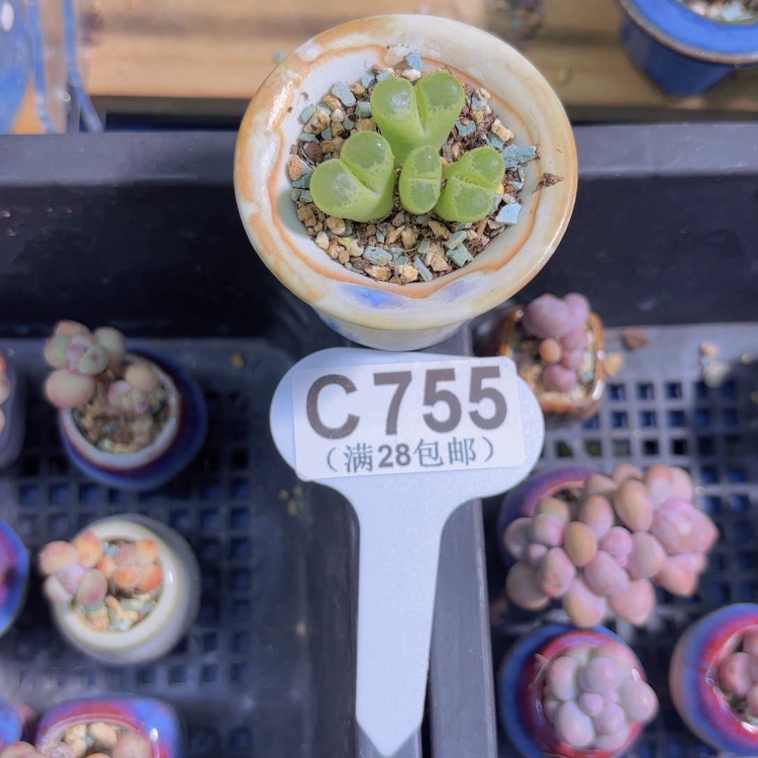 C755绿眼睛一物一拍