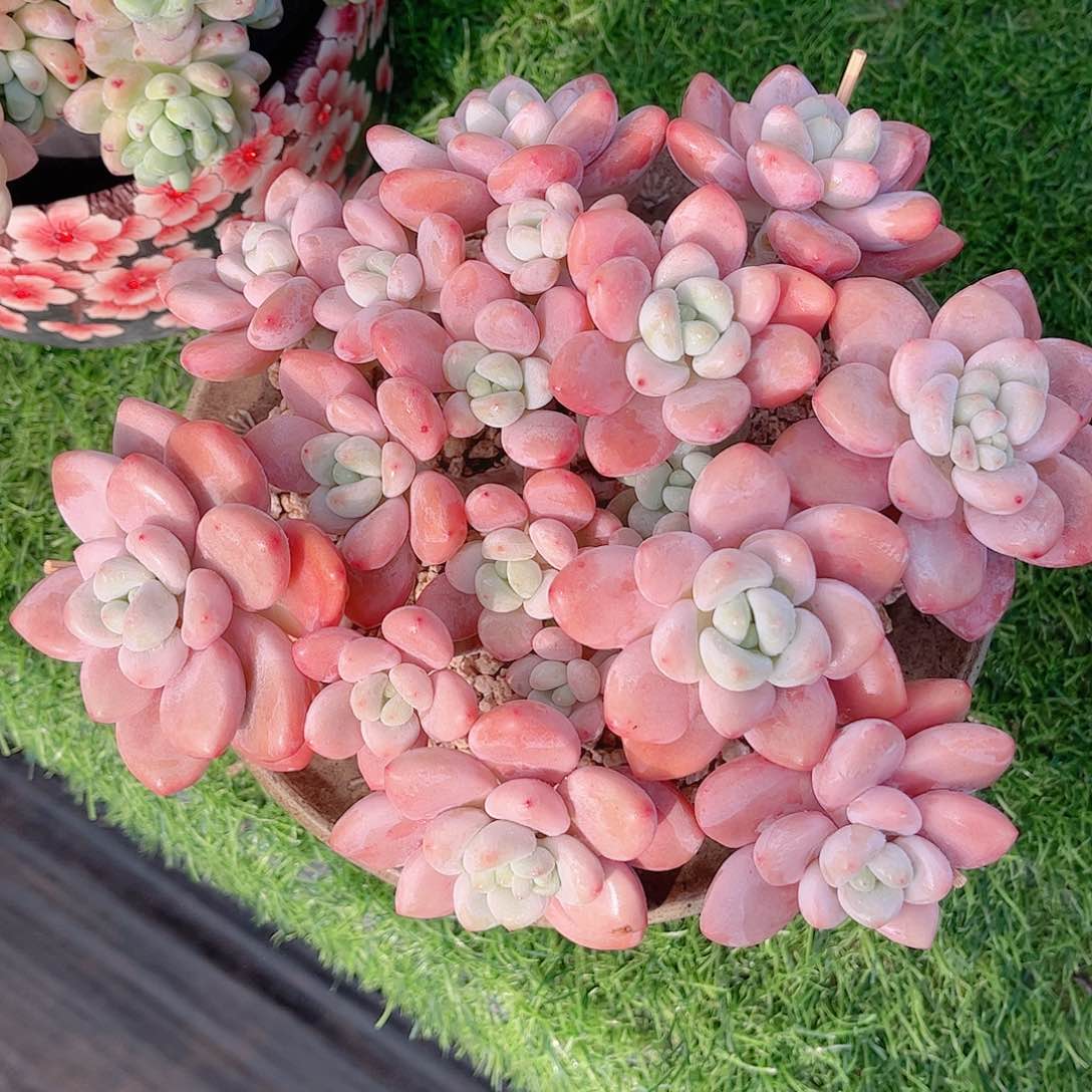 韩版樱花洛神多肉