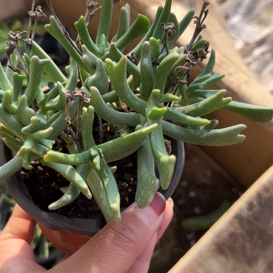 多肉植物快刀斩乱麻