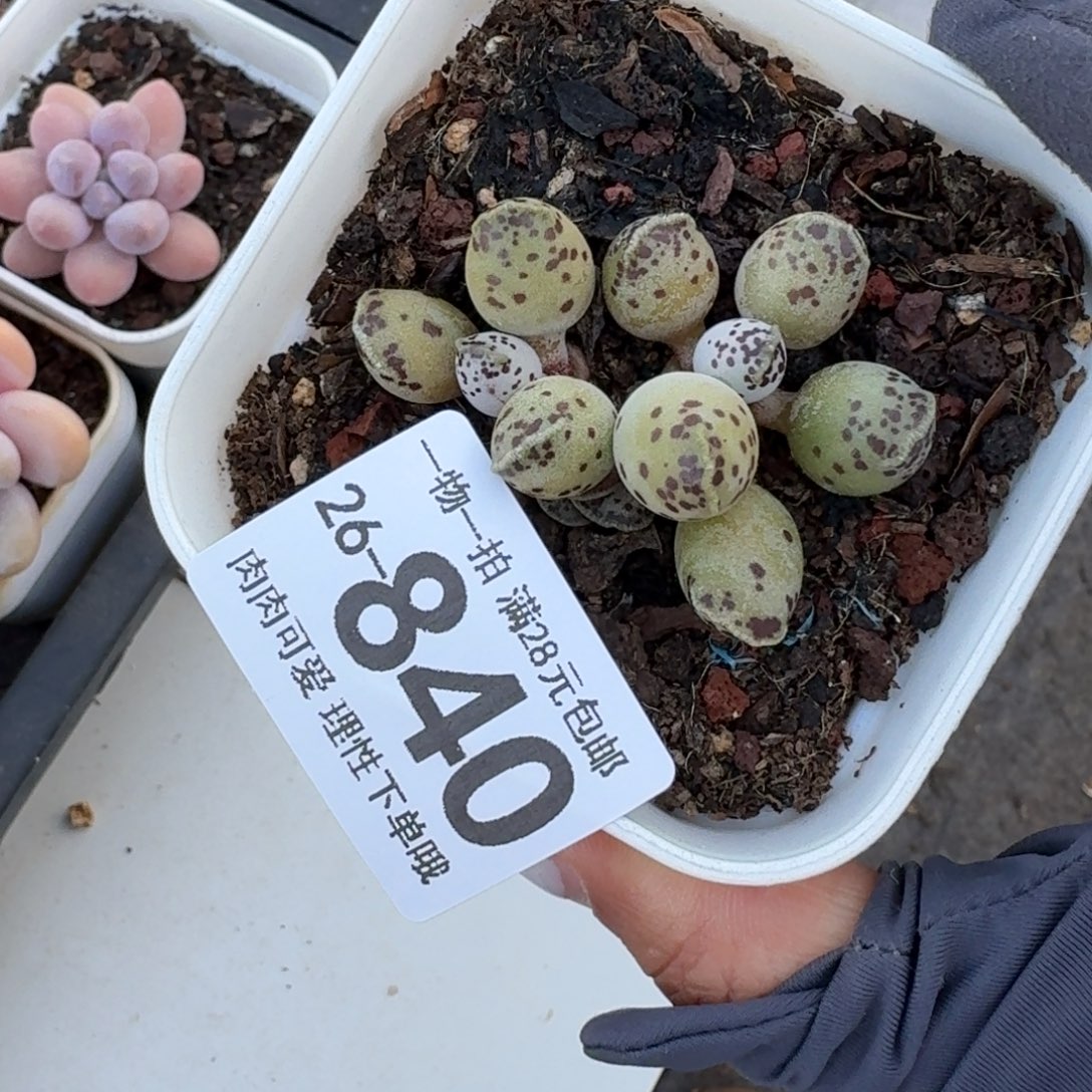 海豹会掉叶子不售后无