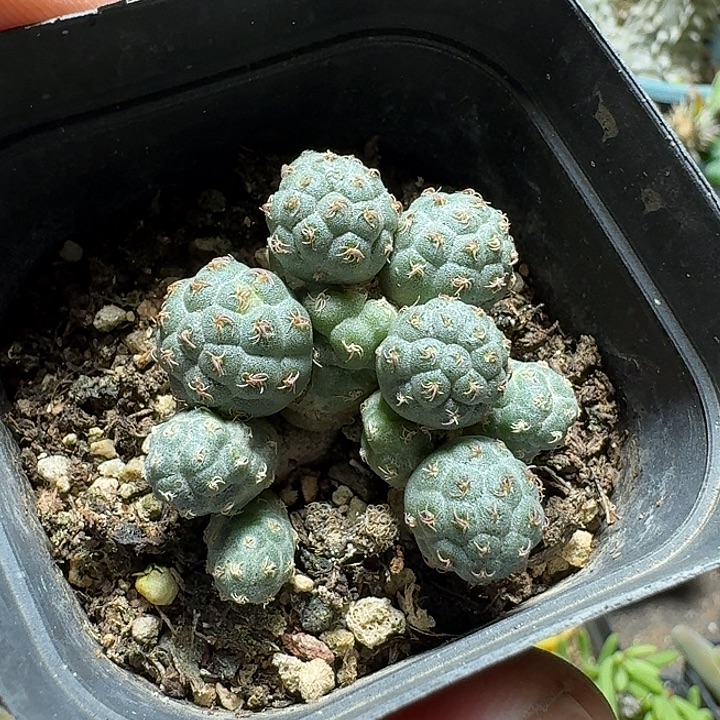 637足球团扇脱土发货