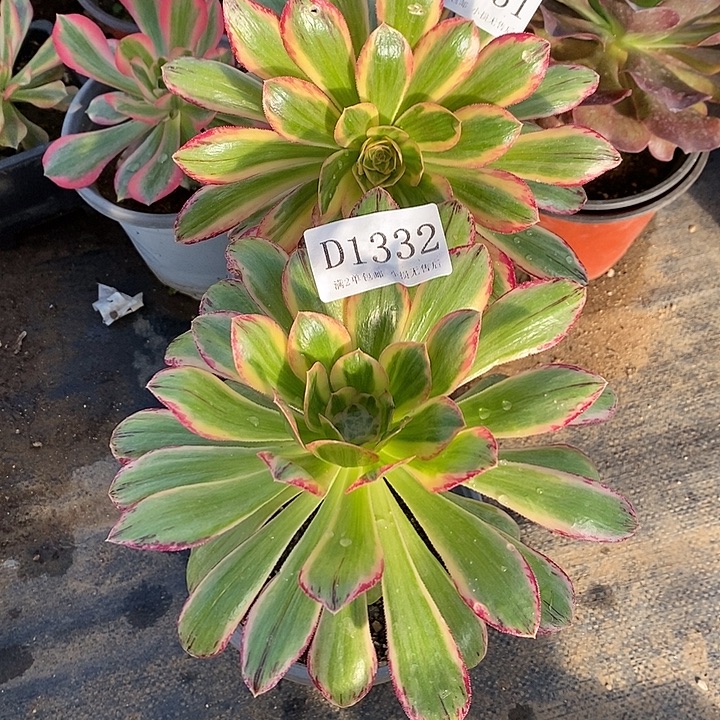 1331、1332v锦锦多肉2颗