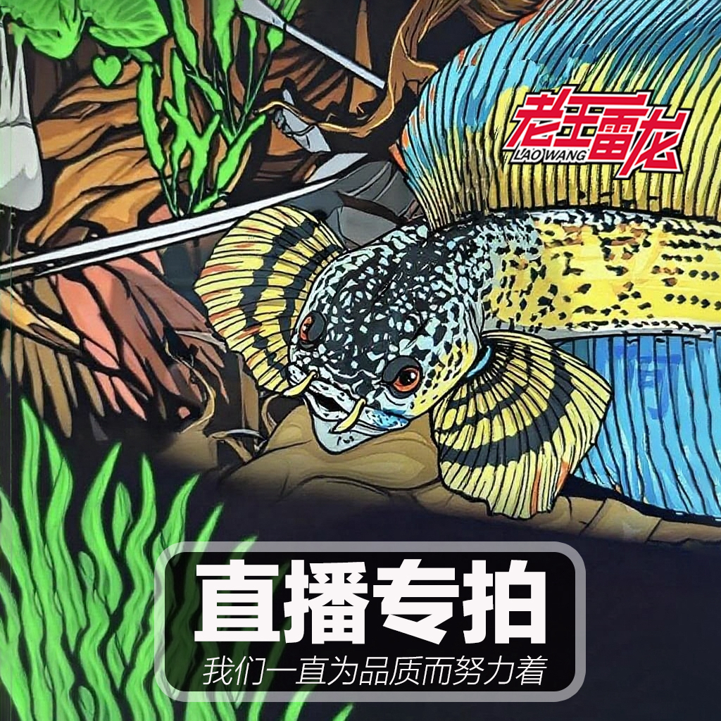 雷龙鱼直播间一物一拍眼镜蛇雷龙幻彩雷龙血斑雷龙