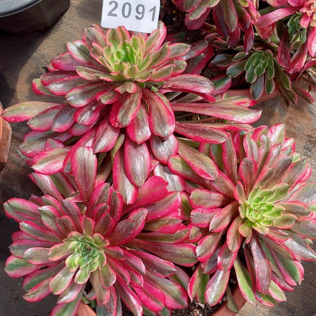 新品云端多肉发货