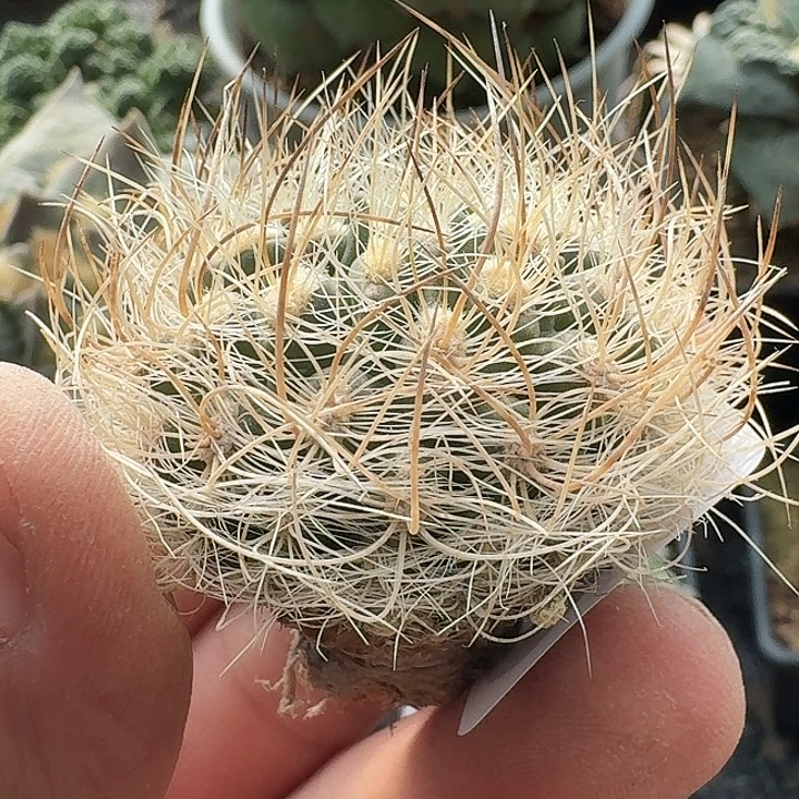 无花朵实生混乱玉079