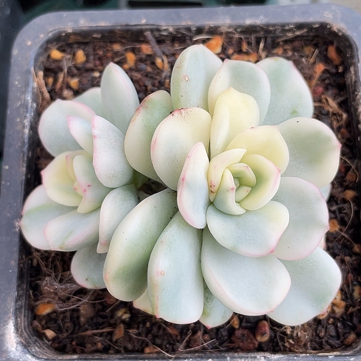 友谊锦。锦龙一物一拍