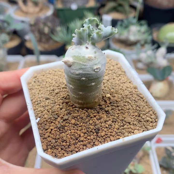 雪露厚敦菊母本带盆