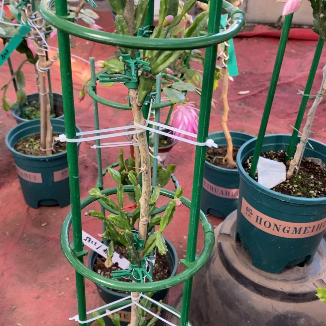 大***海无花朵福利款三层