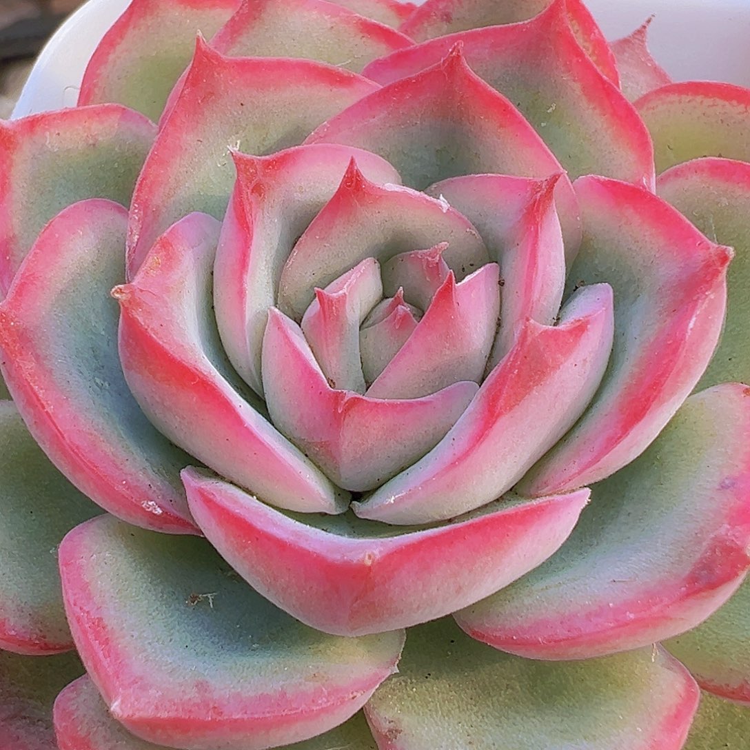 大侧影19包邮多肉植物