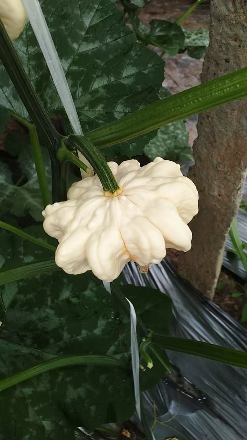 墨西哥七彩疙瘩手捻文玩葫芦（见直播间）