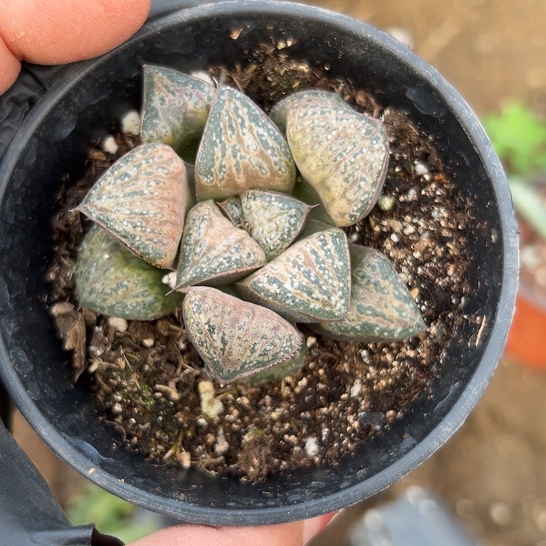 多肉植物花魁寿单头