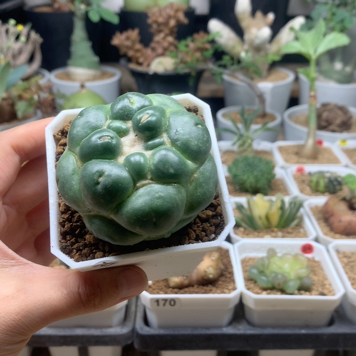 无刺象芽玉蜘蛛眼自根带盆