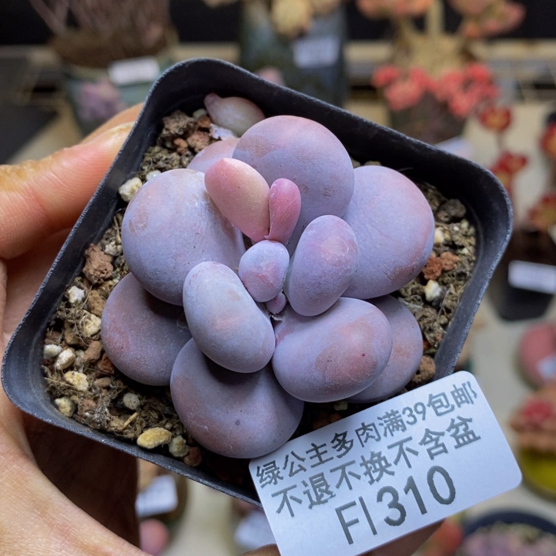 310芭比奶多肉5c m