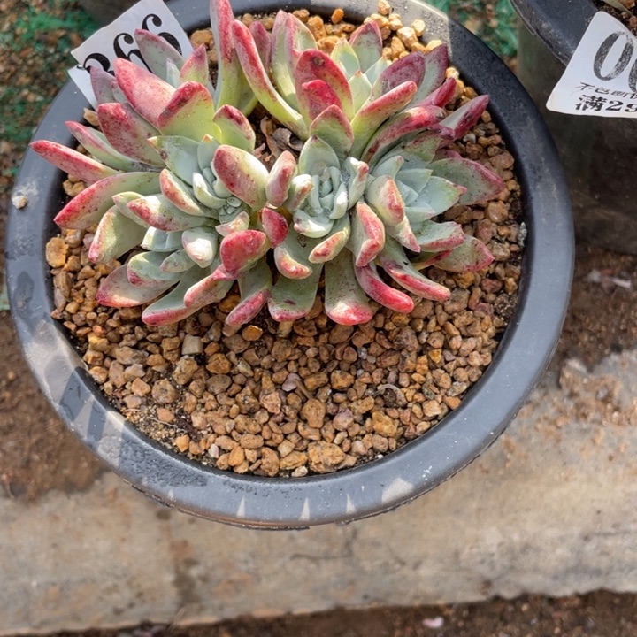 366号泡芙苹果叶杂交山东多肉