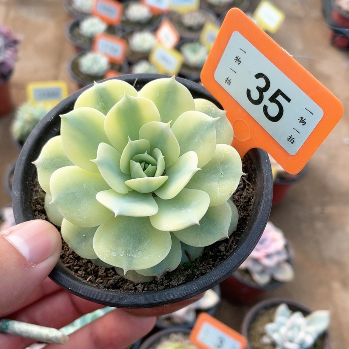 【闪购商品】35号的