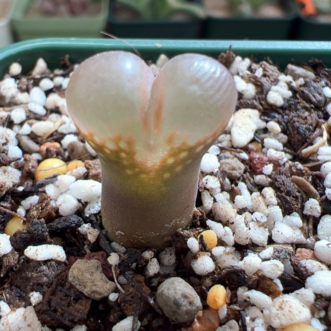 639。1802.1黑眼豆豆