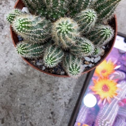 火焰白糖，3579900