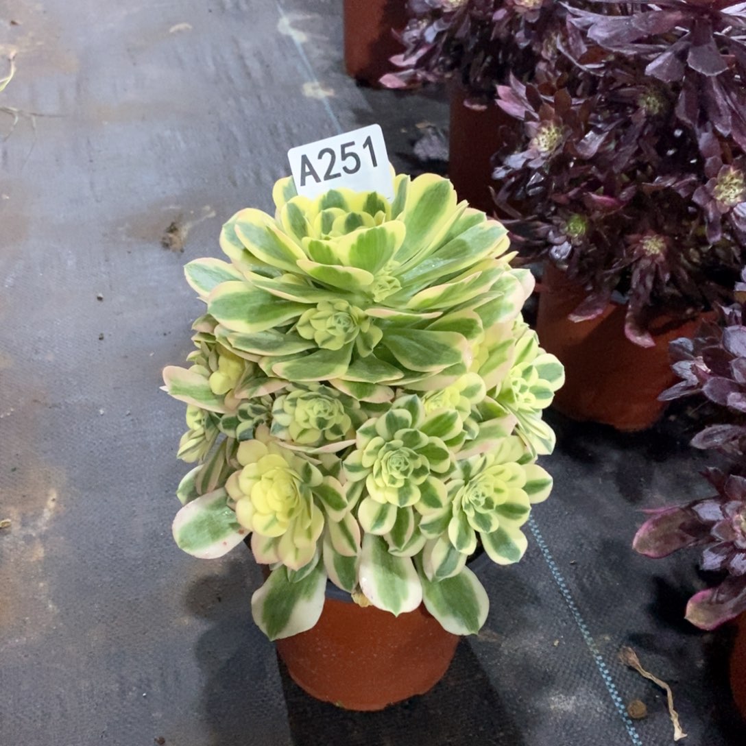 嫩桩迈巴赫251多肉法师植物