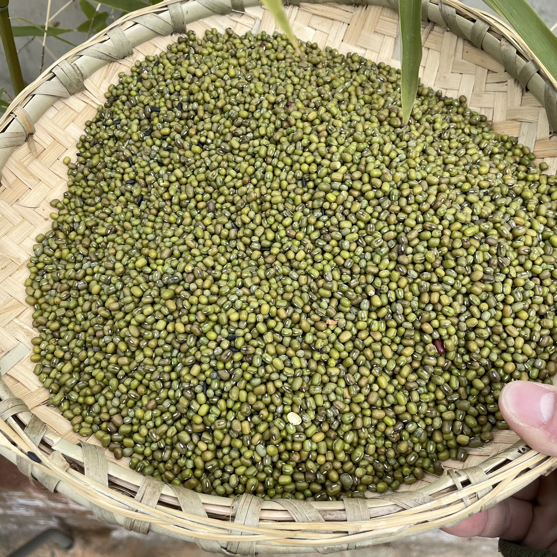 【野山记】绿豆现收山货农家老品种熬汤好煮易烂营养农产品C25