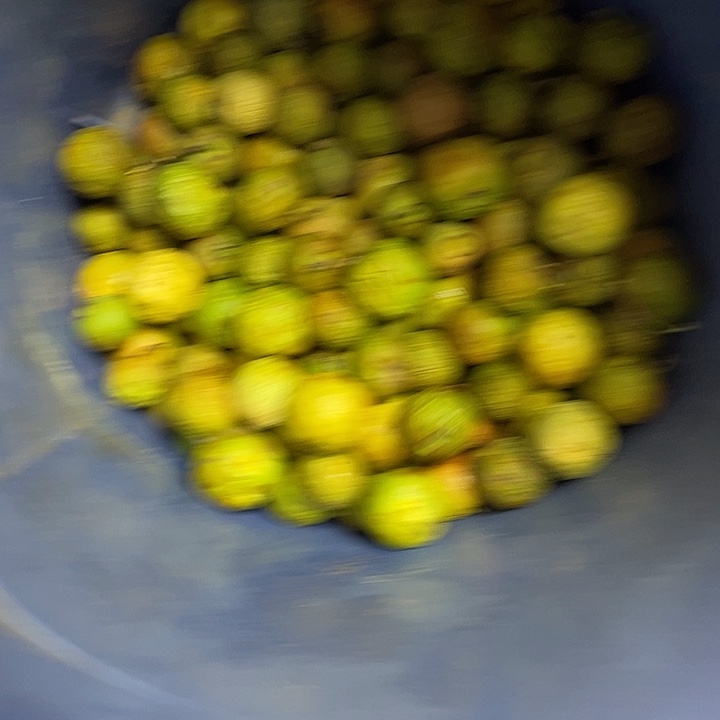 老***董吊坠凤眼菩提凤眼菩提青皮果