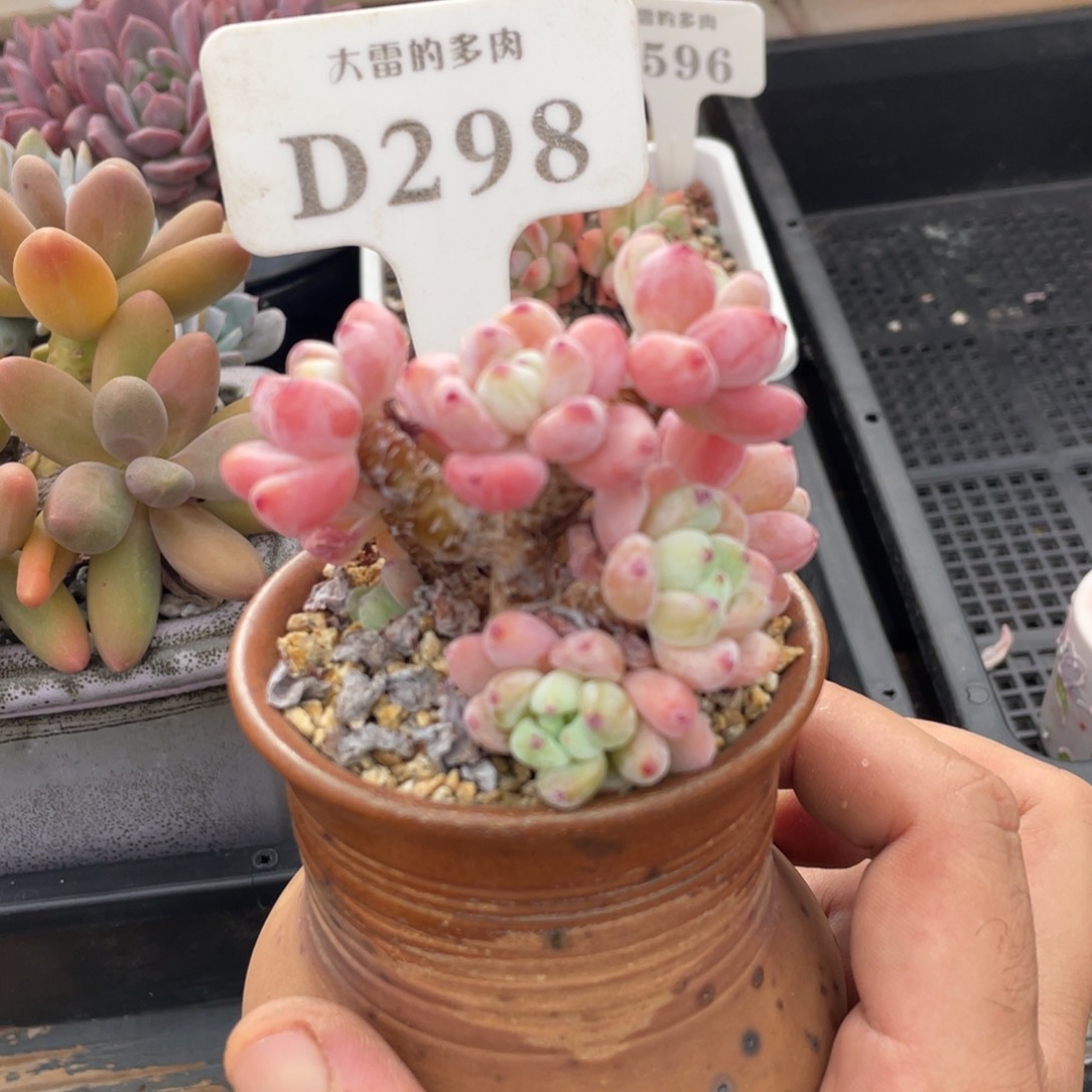 298罗琦不带盆7厘米