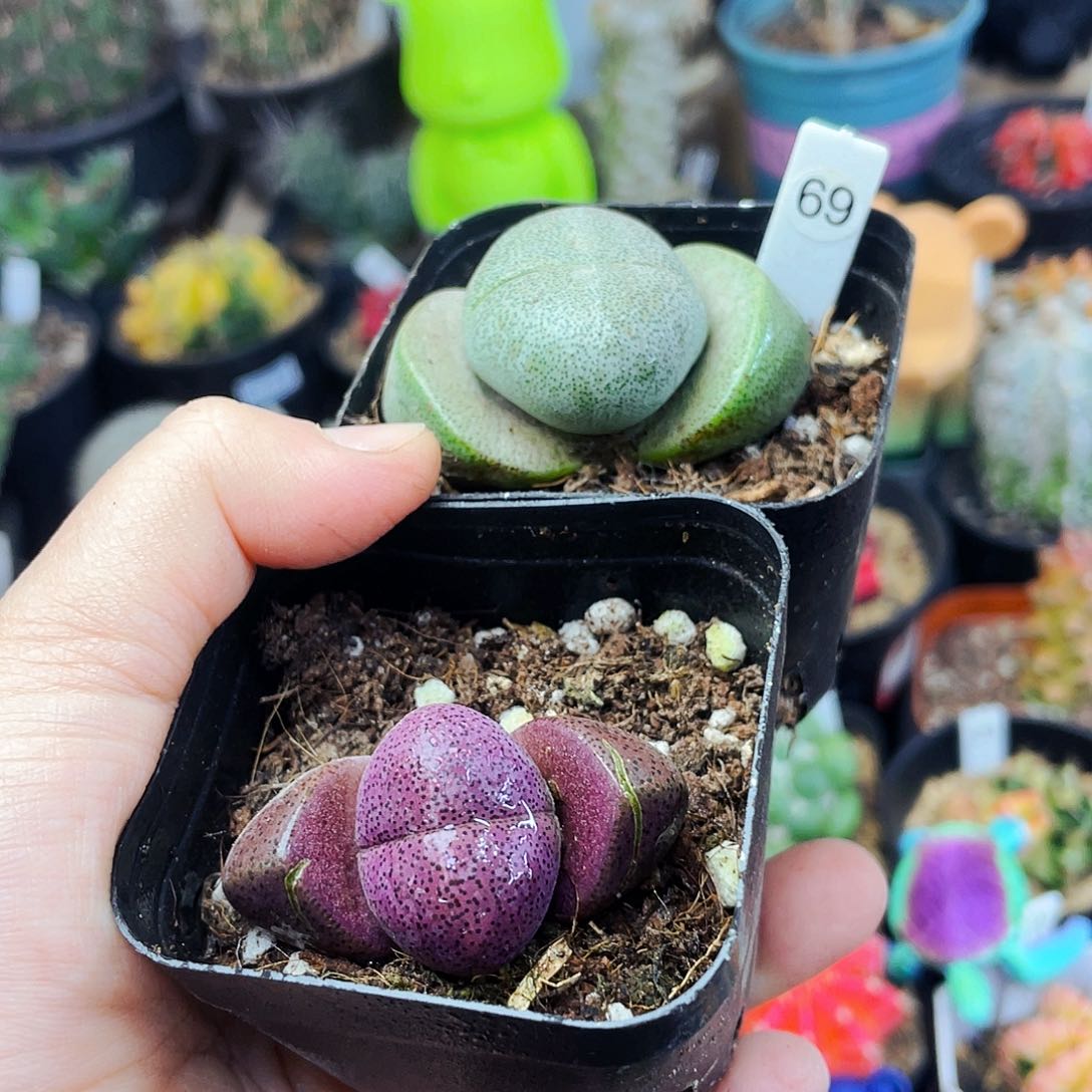 L***Q非偏远地区满25包邮仙人球