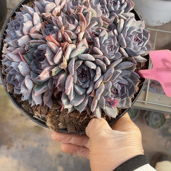 (***)两单包邮，一物一拍91