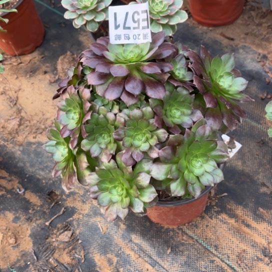 571赤焰法师不包断枝