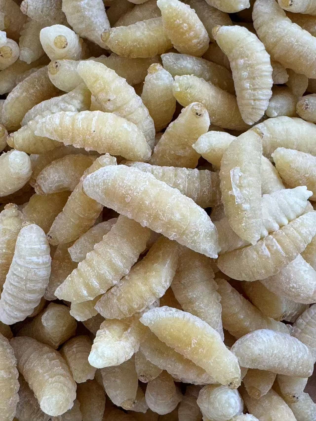 树蜂蛹 虎头蜂蛹1234级