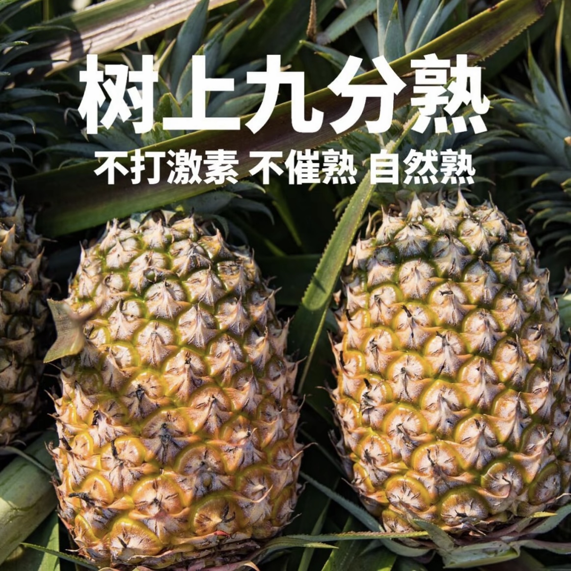 云南西双版纳黑金钻牛奶凤梨热带水果香甜脆甜多汁新鲜现摘好品质