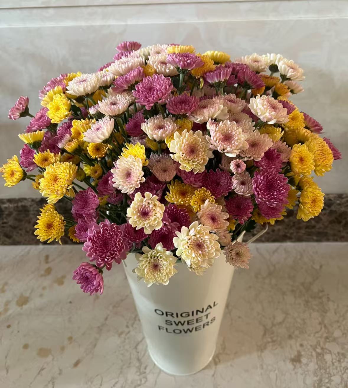 【李先生】三色宝莲灯~小菊室内外观赏花带花带花苞发货