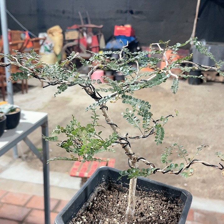 仙人球仙人球开花