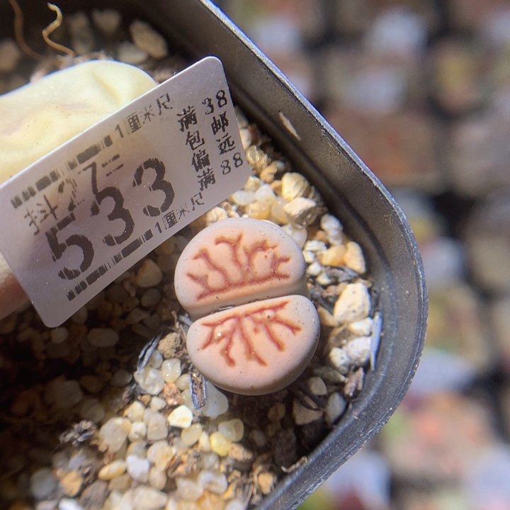 精品生石花27.533