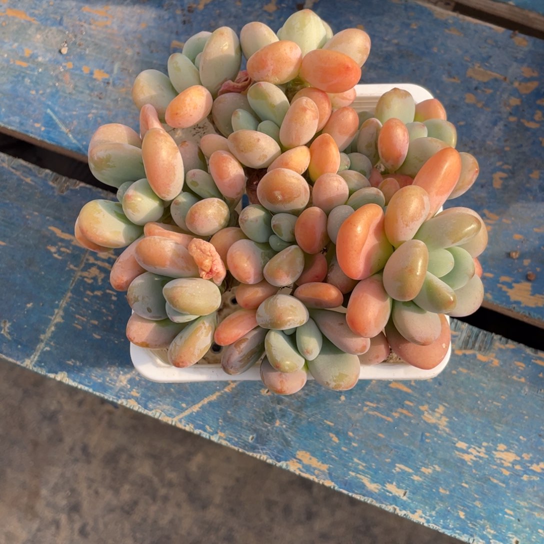 瑕疵香水洛神一物一拍中通快递