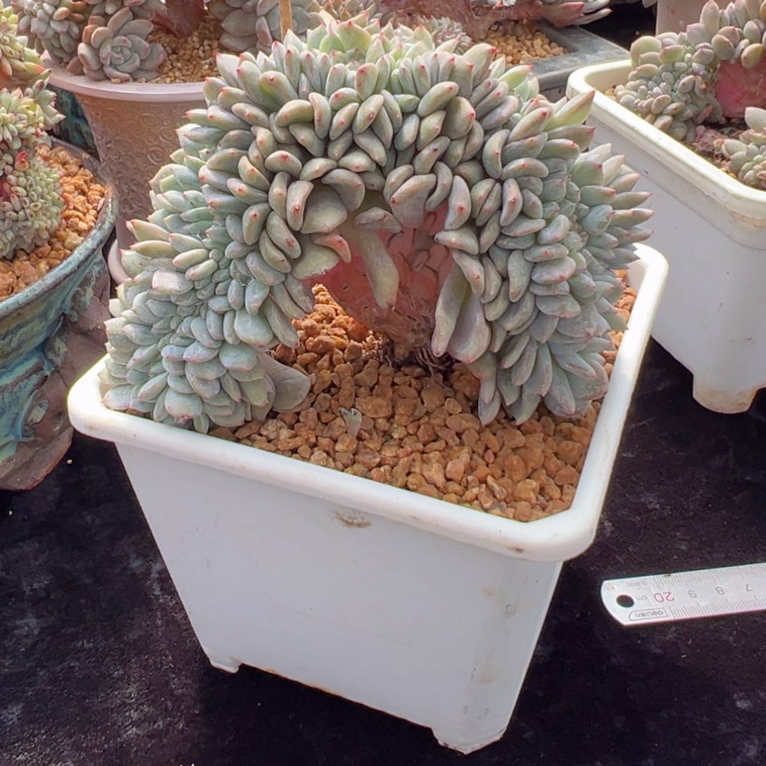 新年快乐 新年快乐