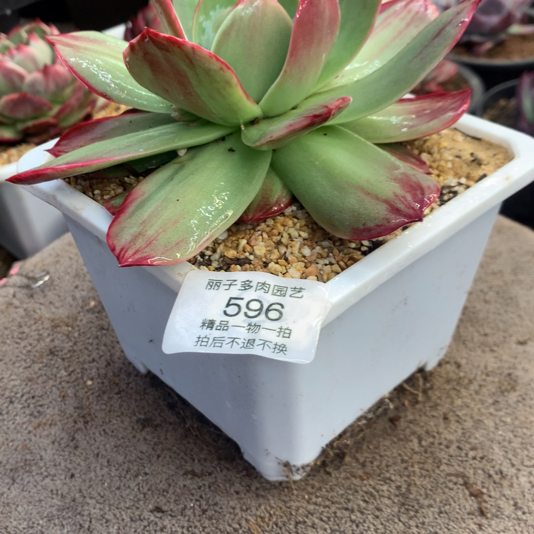 596惊鸿宽叶外翻拉丝。尺寸14。多肉植物