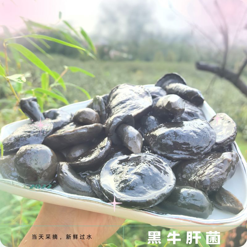 重庆土家族高山黑牛肝菌（焯水发货）打汤泡炒都好吃