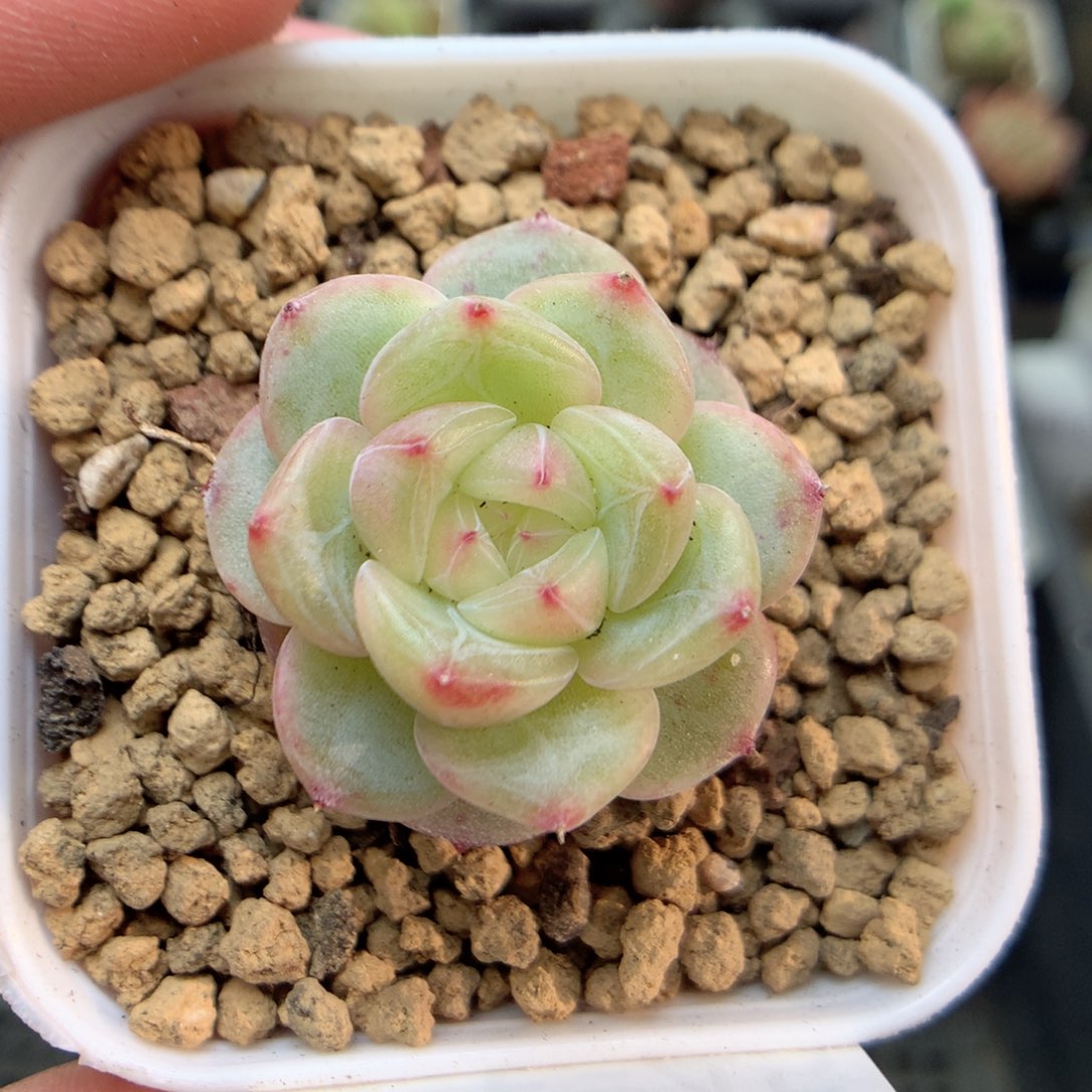 E45灯泡珍妮优选