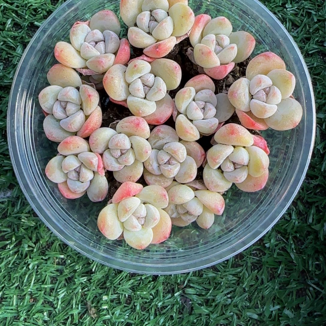 一盒福利冰糖心冰玉（12颗