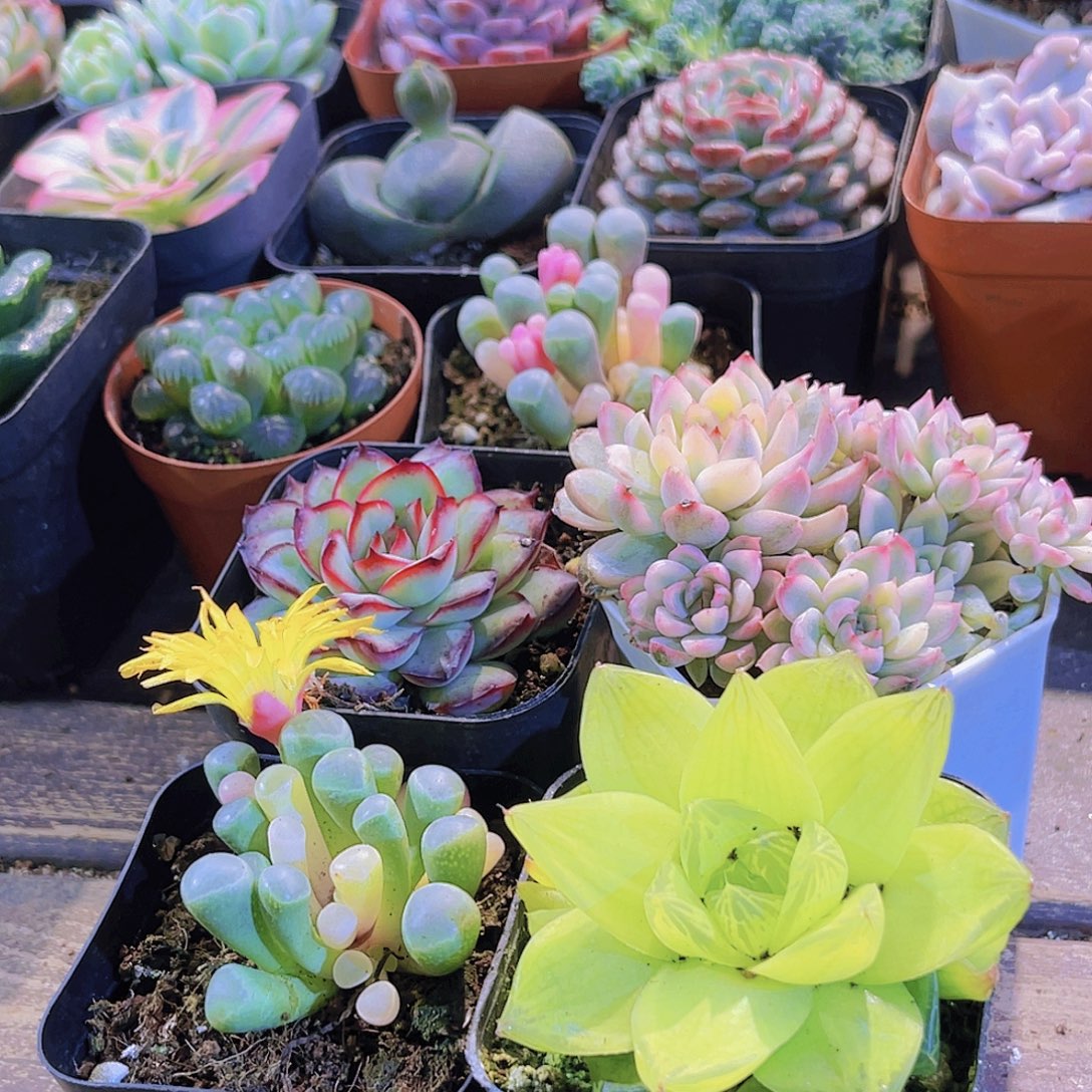 肉酱。五十铃锦。黄金雨露。女雏锦