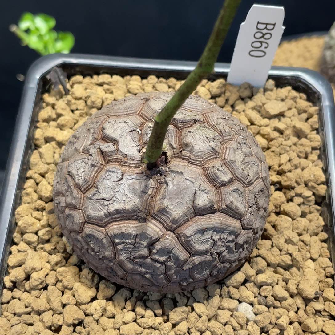 860宽甲浅纹龟6.8厘米