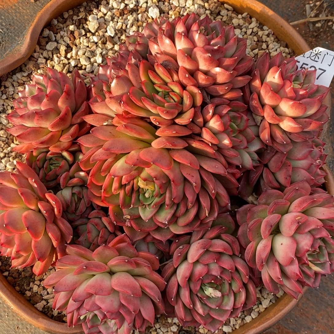 彭*虎杂交精品多肉5537~23厘米