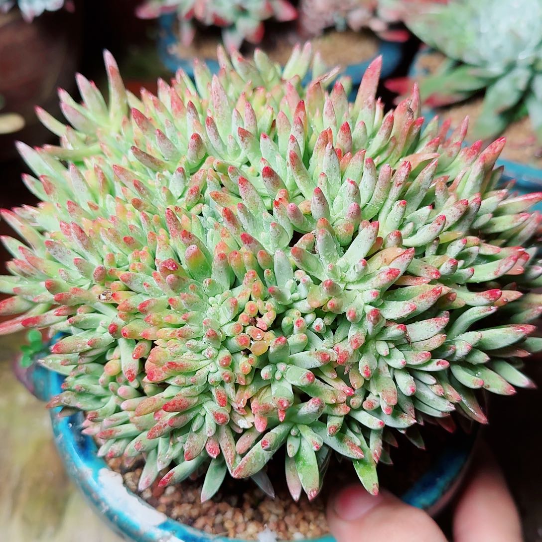 8012绿菊仙女杯多肉